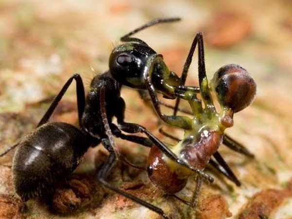 الحرية و العبودية في عالم النمل