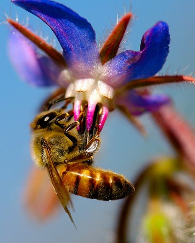 جهاز تكييف داخل النحلة !