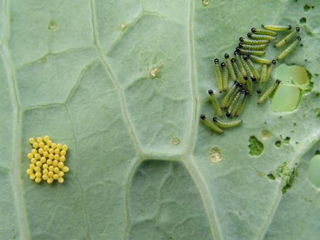 Caterpillars_and_egg