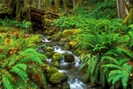 التضحية في عالم النبات  Rainforest%20Stream,%20Olympic%20National%20Park,%20Washington