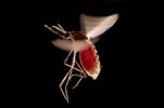 anopheles-mosquito-1073551-sw.JPG