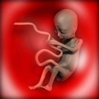     fetus01_jpg740bab6b-