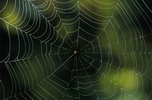 spider-web-00.JPG