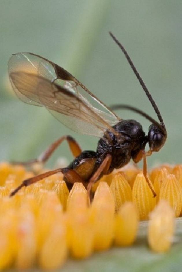 wasp-eggs33.jpg