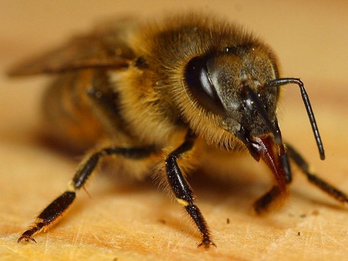  800px-Bee1web11.JPG