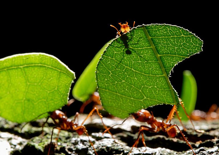 النمله تماثل ذات بيت العلم تتميز بانها حيوانات عديمة