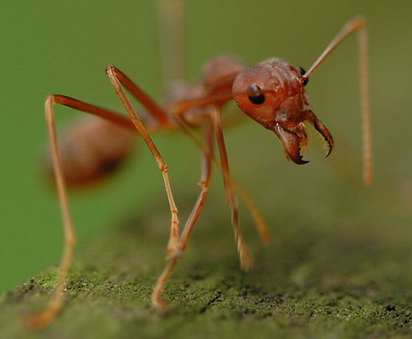 Pictures Of ant - Free ant pictures 