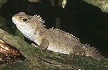 _1898038_tuatara300.JPG