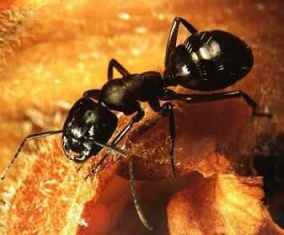 بحث رائع جدااا عن النمل-معجزه من معجزات الخالق مدعم بالصور ant_1.JPG
