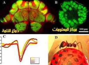 بحث رائع جدااا عن النمل-معجزه من معجزات الخالق مدعم بالصور ant_2.JPG