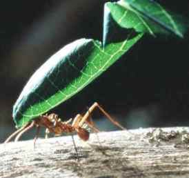 بحث رائع جدااا عن النمل-معجزه من معجزات الخالق مدعم بالصور ant_3.jpg