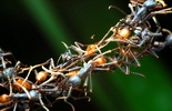   :   ant_bridge_00.JPG