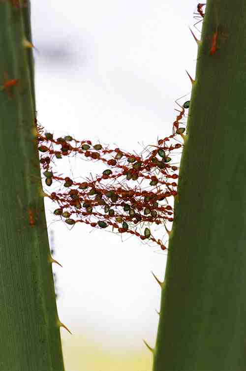    ant_bridge_02.jpg