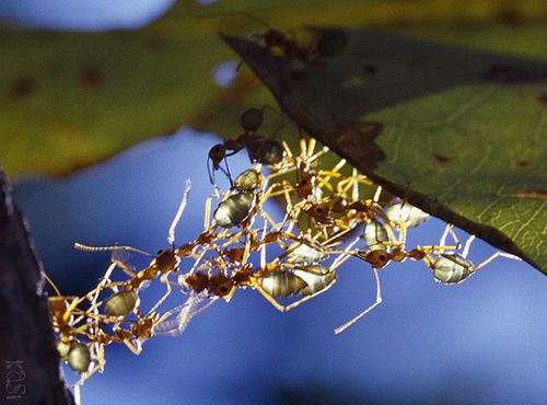    ant_bridge_04.JPG