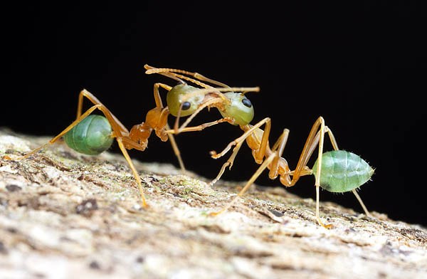      ant_society_01.JPG