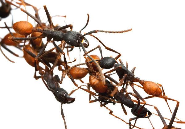 الحسد عند النمل: سبحان الله