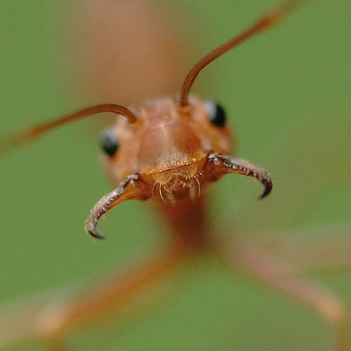 ant_society_08.JPG