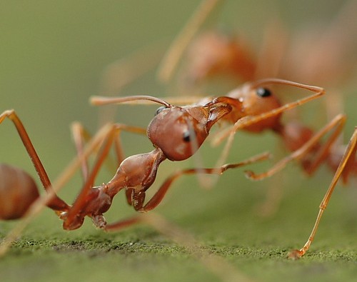 الحسد عند النمل: سبحان الله