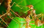 ant_system_00.JPG