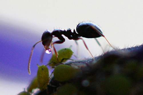 ant_system_5.JPG