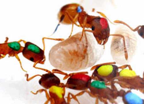 ant_system_6.JPG