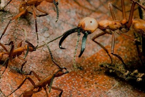 ants_army_02.JPG