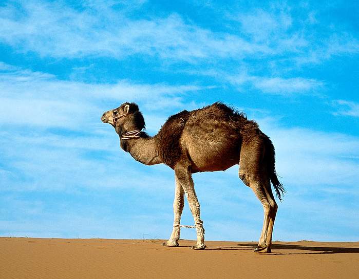 صور حيوانات صحراوية - حيوانات صحراوية - صور للحيوانات الصحراوية - صور حيوانات