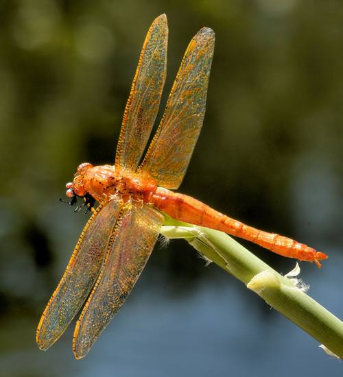 dragonfly-1.JPG