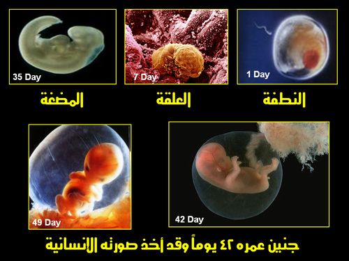 الإعجاز في قول النبي: إذا مرَّ بالنطفة ثنتان وأربعون ليلة..