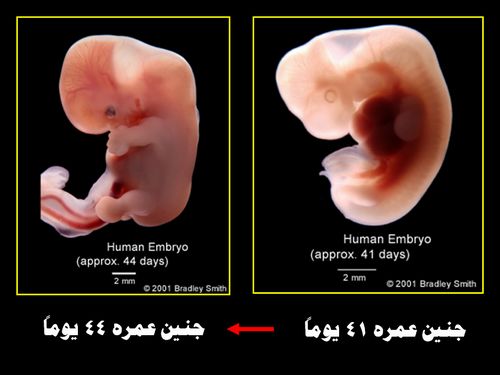 الإعجاز في قول النبي: إذا مرَّ بالنطفة ثنتان وأربعون ليلة..