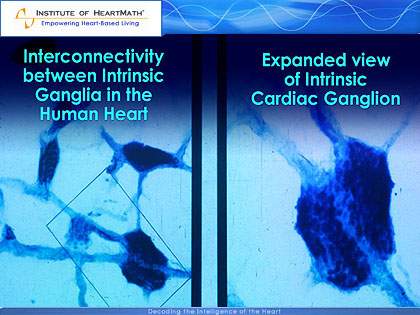 heart-brain-012121.JPG