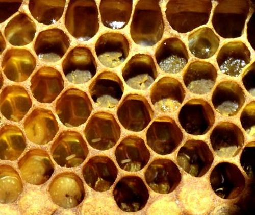 *** العسل يقي من السرطان *** honey-bee-002.JPG