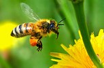    honey-bee-antibiotic