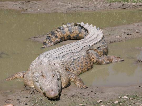 Largest Animal