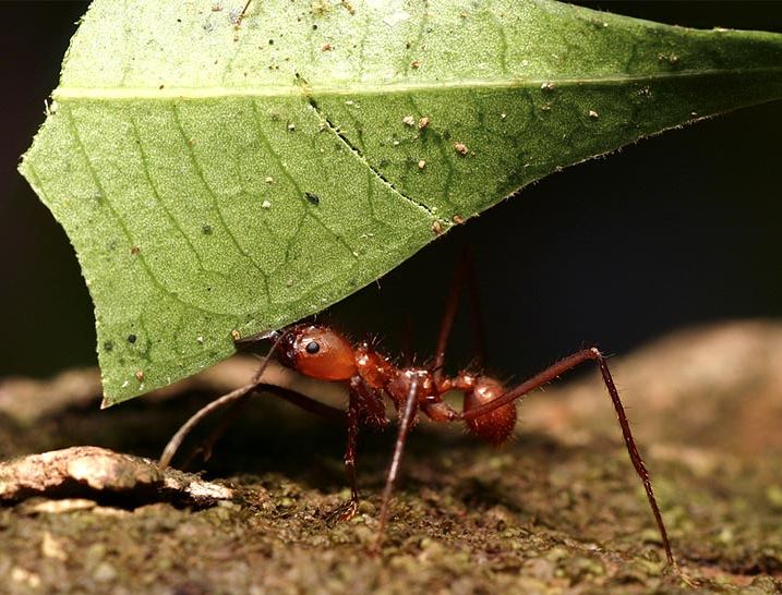      leaf-cutter-ant_new.