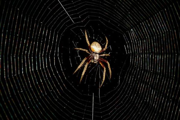 spider_web_wonder
