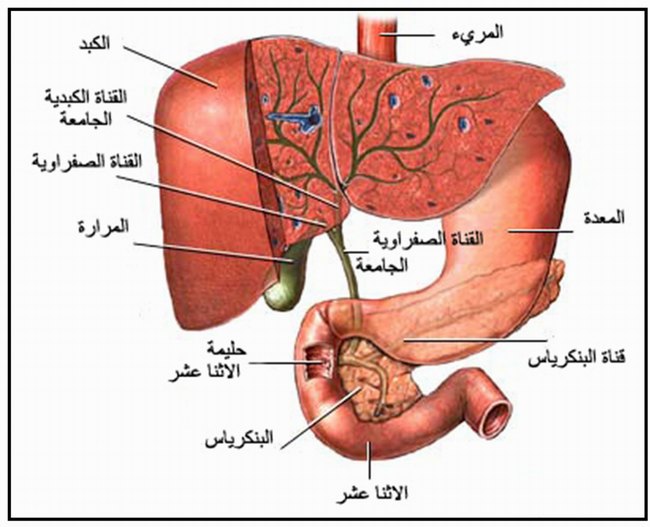 ط®ظ„ظٹط¬ظٹط©