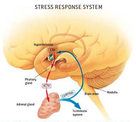       stressresponse.jpg