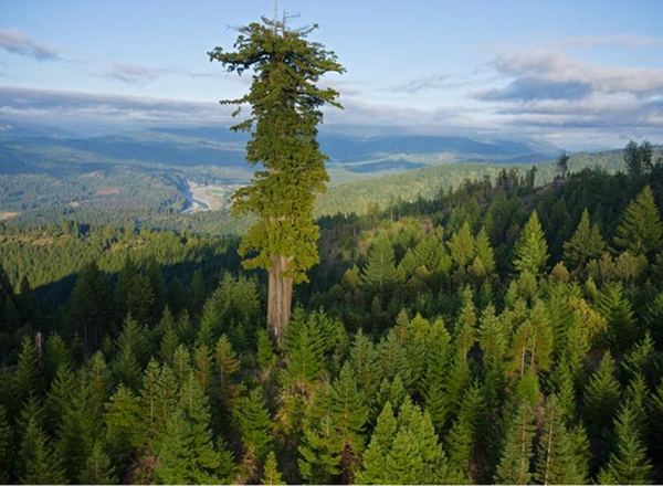 ..... tallest-tree1.JPG