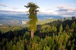 ..... tallest-tree2.JPG