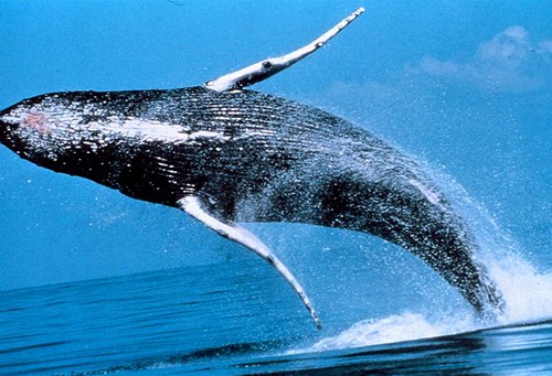 whales-1.JPG