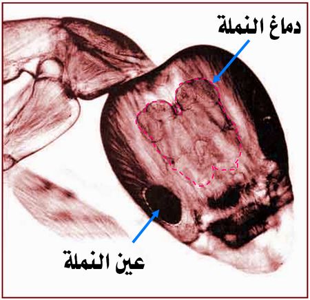 رد: معجزه من معجزاات الخالق عزوجل