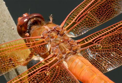 فنّ التمويه الذكي عند حشرة اليعسوب